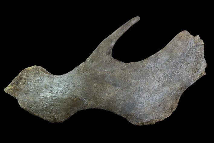 Hadrosaur Jugal (Cheek) Bone - Montana #97809